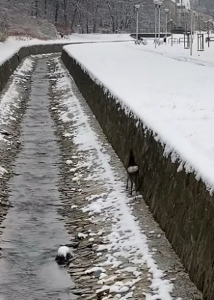 Potok Straconka został zabity w latach 60 XXw