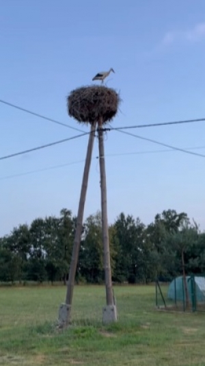 Młode bociany podczas nauki latania często ulegają różnym kontuzjom.