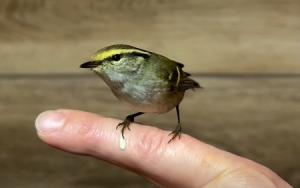 Świstunka złotawa (Phylloscopus proregulus)