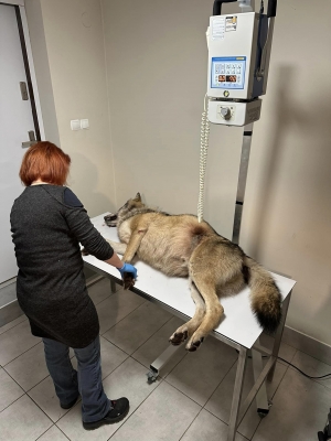 Rentgen (RTG) - niezbędny i kluczowy sprzęt diagnostyczny w ośrodku rehabilitacji zwierząt.