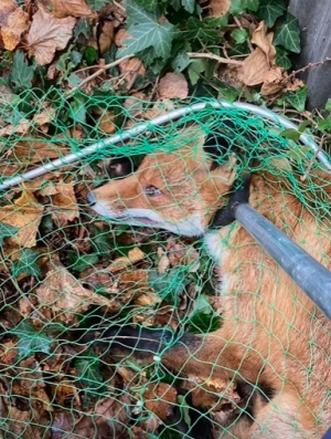 Macie Państwo okazję zobaczyć trzy minuty z sześciu tygodni pobytu lisa w szpitalu dla dzikich zwierząt Mysikrólik.